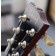 Gibson USA SG Special Gloss Cherry (Second Hand) logo