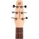 Seagull Excursion Nat Solid Spruce SG Acoustic Headstock